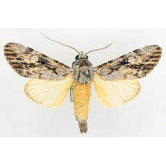 /filer/webapps/moths/media/images/L/lucidus_Archaeopilocornus_AM_TMSA_01.jpg