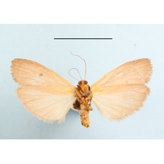 /filer/webapps/moths/media/images/M/mesosticta_Crocosia_AF_MGCLb_02.JPG
