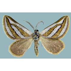 /filer/webapps/moths/media/images/D/ditissimaria_Conchylia_AM_ZSMa.jpg