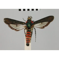 /filer/webapps/moths/media/images/S/spadicicorpus_Homogyna_HT_BMNH.jpg