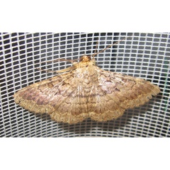 /filer/webapps/moths/media/images/U/umbricola_Polydesma_A_Bippus_01.jpg