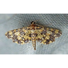 /filer/webapps/moths/media/images/T/tricoloralis_Eurrhyparodes_A_Voaden.jpg