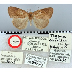 /filer/webapps/moths/media/images/S/steeleae_Tegena_HT_BMNH.jpg