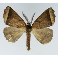 /filer/webapps/moths/media/images/A/acyrthoria_Odontopera_AM_TMSA.jpg