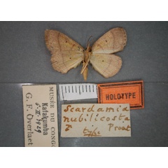 /filer/webapps/moths/media/images/N/nubilicosta_Scardamia_HT_RMCA_02.jpg