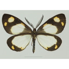 /filer/webapps/moths/media/images/C/charmione_Terina_AM_Basquinb.jpg