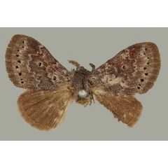 /filer/webapps/moths/media/images/T/tangani_Haplotache_PTF_BMNH.jpg