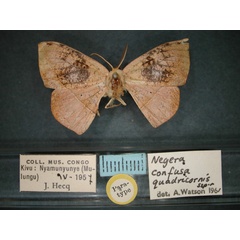 /filer/webapps/moths/media/images/Q/quadricornis_Negera_PT_RMCA_01.jpg