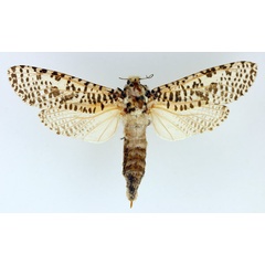 /filer/webapps/moths/media/images/L/leopardina_Azygophleps_AF_TMSA.jpg