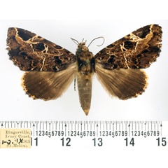 /filer/webapps/moths/media/images/E/eximia_Pseudotolna_AF_BMNH.jpg