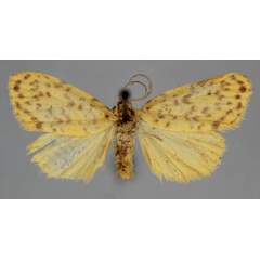 /filer/webapps/moths/media/images/R/rivulosa_Afrasura_AM_BMNH.jpg