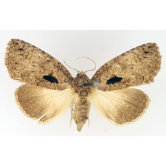 /filer/webapps/moths/media/images/E/erygidia_Prionofrontia_AF_TMSA_01.jpg