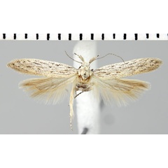 /filer/webapps/moths/media/images/L/latipalpella_Athrips_PT_ZMHB.jpg
