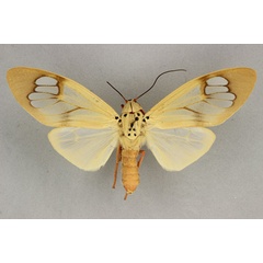 /filer/webapps/moths/media/images/B/bauri_Amerila_AF_BMNH.jpg