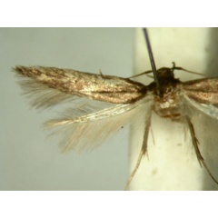 /filer/webapps/moths/media/images/N/nudicornis_Ascalenia_HT906_TMSA_02.jpg