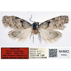 /filer/webapps/moths/media/images/V/vansoni_Nola_PT_NHMO_02.jpg