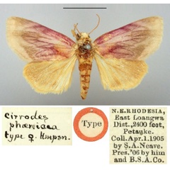 /filer/webapps/moths/media/images/P/phoenicea_Cirrodes_HT_BMNH.jpg