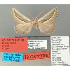 /filer/webapps/moths/media/images/G/gitteae_Drepanogynis_HT_TMSA.jpg