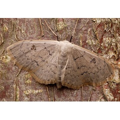 /filer/webapps/moths/media/images/N/nigrimacula_Somatina_A_ZSM.jpg