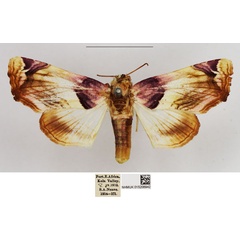 /filer/webapps/moths/media/images/O/operatrix_Colpocheilopteryx_AF_NHMUK.jpg