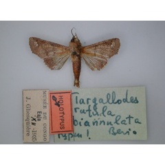 /filer/webapps/moths/media/images/B/biannulata_Targallodes_HT_RMCA_01.jpg