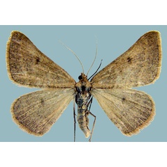 /filer/webapps/moths/media/images/C/carnea_Palaeaspilates_AF_ZSM.jpg