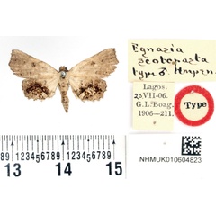 /filer/webapps/moths/media/images/S/scotopasta_Egnasia_HT_BMNH.jpg