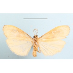 /filer/webapps/moths/media/images/N/nebuliferella_Brunia_A_MGCLb_01.JPG