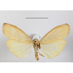 /filer/webapps/moths/media/images/P/persimilis_Aglossosia_A_MGCLb_01.JPG