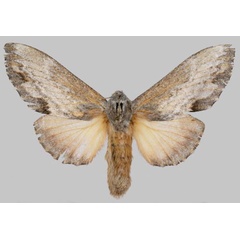 /filer/webapps/moths/media/images/H/hela_Vavizola_PTF_Muller.jpg