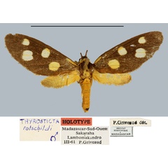 /filer/webapps/moths/media/images/R/rothschildi_Thyrosticta_HT_MNHN.jpg