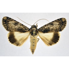 /filer/webapps/moths/media/images/T/tinctipennis_Ulotrichopus_A_NHMO.jpg