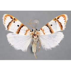 /filer/webapps/moths/media/images/N/nemasisha_Cyana_A_BMNH.jpg