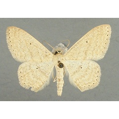 /filer/webapps/moths/media/images/E/euchroa_Scopula_AM_TMSA.jpg