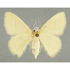 /filer/webapps/moths/media/images/A/articulicornis_Chlorissa_AF_TMSA_02.jpg