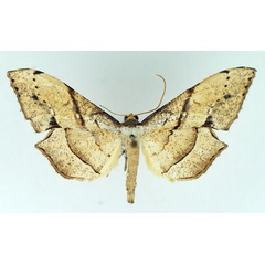 /filer/webapps/moths/media/images/O/obliquata_Psilocladia_AM_TMSA.jpg