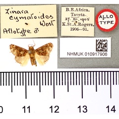 /filer/webapps/moths/media/images/C/cymatoides_Zinara_AT_BMNH.jpg