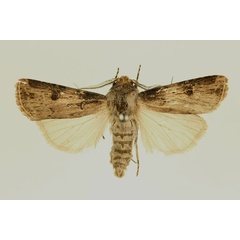 /filer/webapps/moths/media/images/L/longidentifera_Agrotis_AM_RMCA.jpg