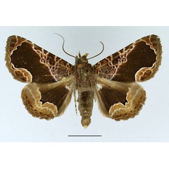 /filer/webapps/moths/media/images/O/opulenta_Calligraphidia_AF_Basquin.jpg