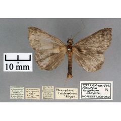 /filer/webapps/moths/media/images/T/trichophora_Plecoptera_PT_OUMNH_01.jpg