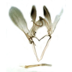 /filer/webapps/moths/media/images/V/viridis_Gigantoceras_GMHT_Berio-1820.jpg