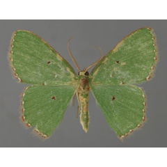 /filer/webapps/moths/media/images/S/salutaria_Prasinocyma_A_ZSM_01.jpg