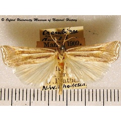 /filer/webapps/moths/media/images/P/pectinifera_Ancylolomia_A_OUMNH_02g.jpg