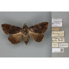/filer/webapps/moths/media/images/D/daedalea_Ophiusa_AF_BMNH_02a.jpg