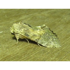 /filer/webapps/moths/media/images/P/persimilis_Disracha_A_Goff_03.jpg
