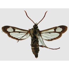/filer/webapps/moths/media/images/T/tricinctus_Macrotarsipodes_AF_TMSAb.jpg