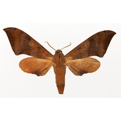 /filer/webapps/moths/media/images/A/ancylus_Neopolyptychus_AF_Basquin.jpg