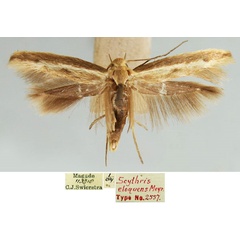 /filer/webapps/moths/media/images/E/eloquens_Scythris_HT_TMSA_rvX7Okl.jpg