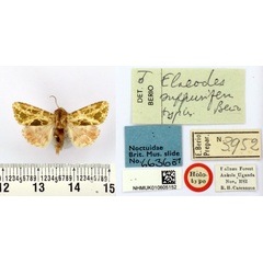 /filer/webapps/moths/media/images/S/suppurifera_Elaeodes_HT_BMNH.jpg