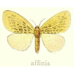 /filer/webapps/moths/media/images/A/affinis_Euproctillopsis_HT_Hering_28f.jpg